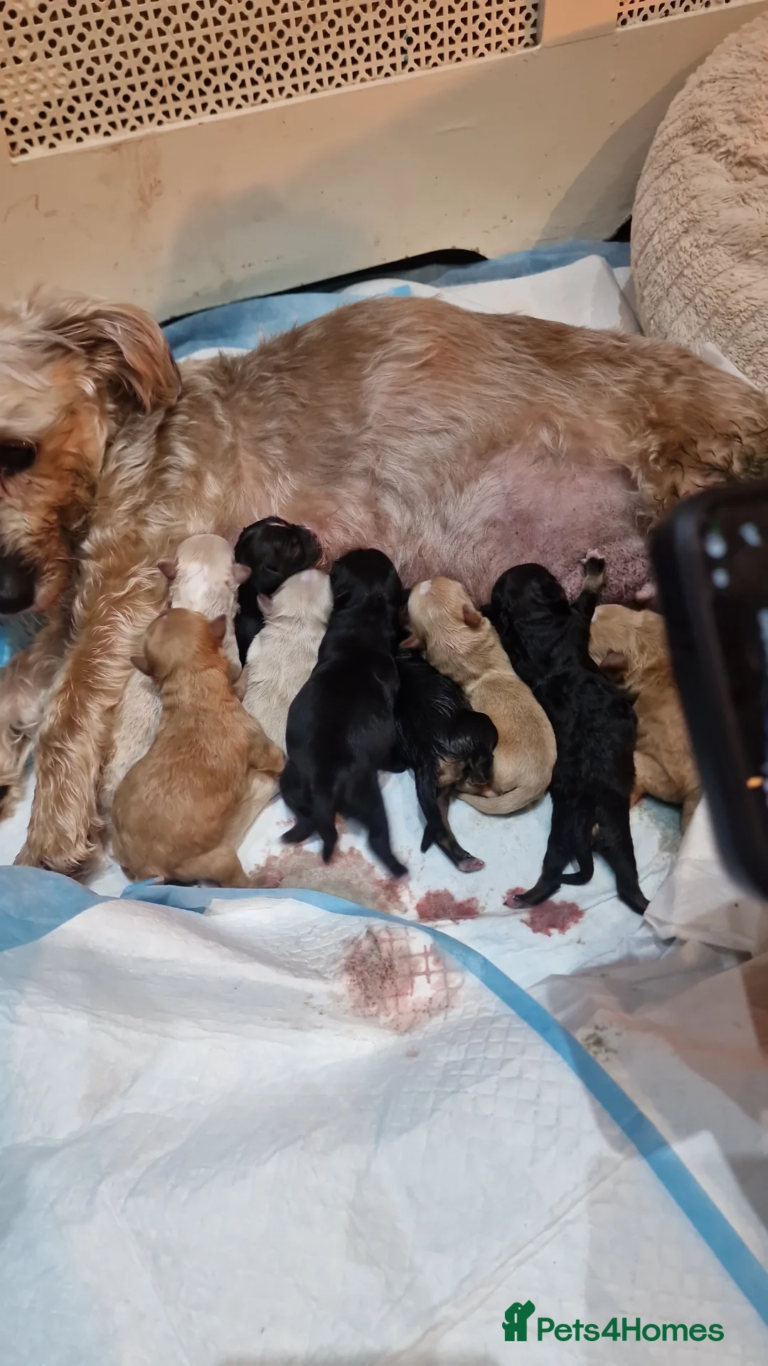 Shorkie dogs for sale: Adorable fluffy shorkies puppies  - Advert 1