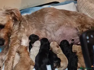 Shorkie dogs Adorable fluffy shorkies puppies - Advert 1