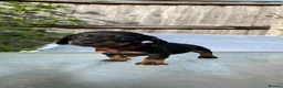 Dachshund dogs for sale: Stunning mini dachshunds  - Advert 7