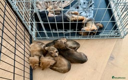 Miniature Dachshund dogs for sale:  Ready to leave - Long Haired Miniature Dachshund  - Image 6