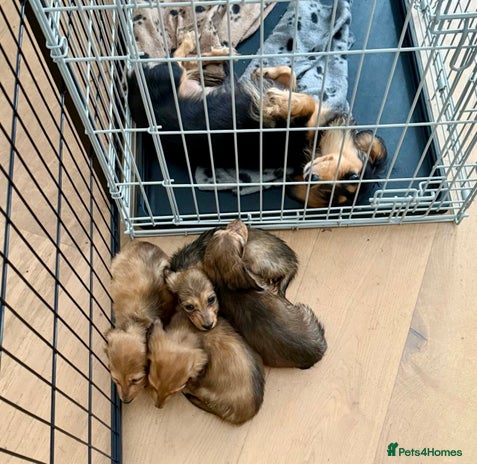 Miniature Dachshund dogs - Advert 1