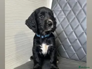 Cocker Spaniel dogs Beautiful cocker spaniel puppies - Advert 6