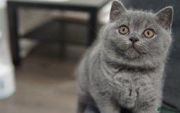 British Shorthair cats for sale: LAST BRITISH SHORTHAIR BLUE - GCCF REGISTERED  - Image 3