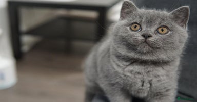British Shorthair cats - Advert 13