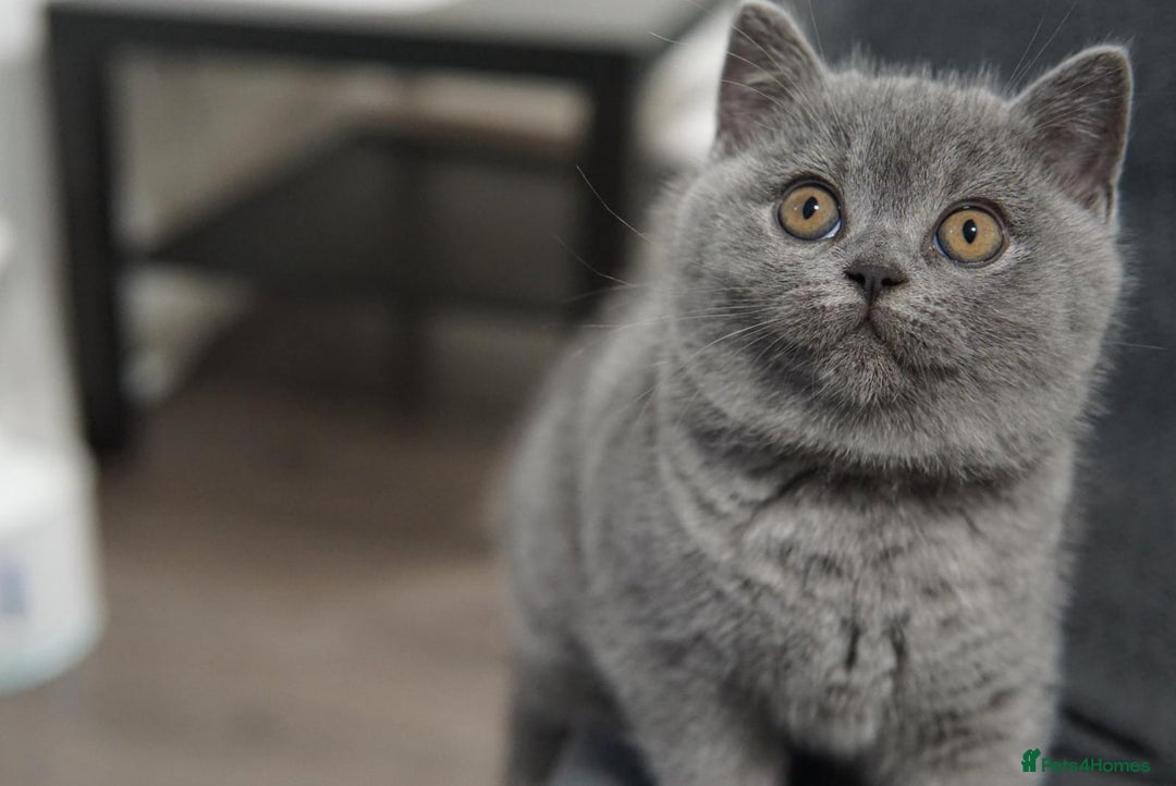 British Shorthair cats for sale: LAST BRITISH SHORTHAIR BLUE - GCCF REGISTERED  - Image 3