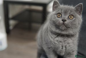British Shorthair cats - Advert 13