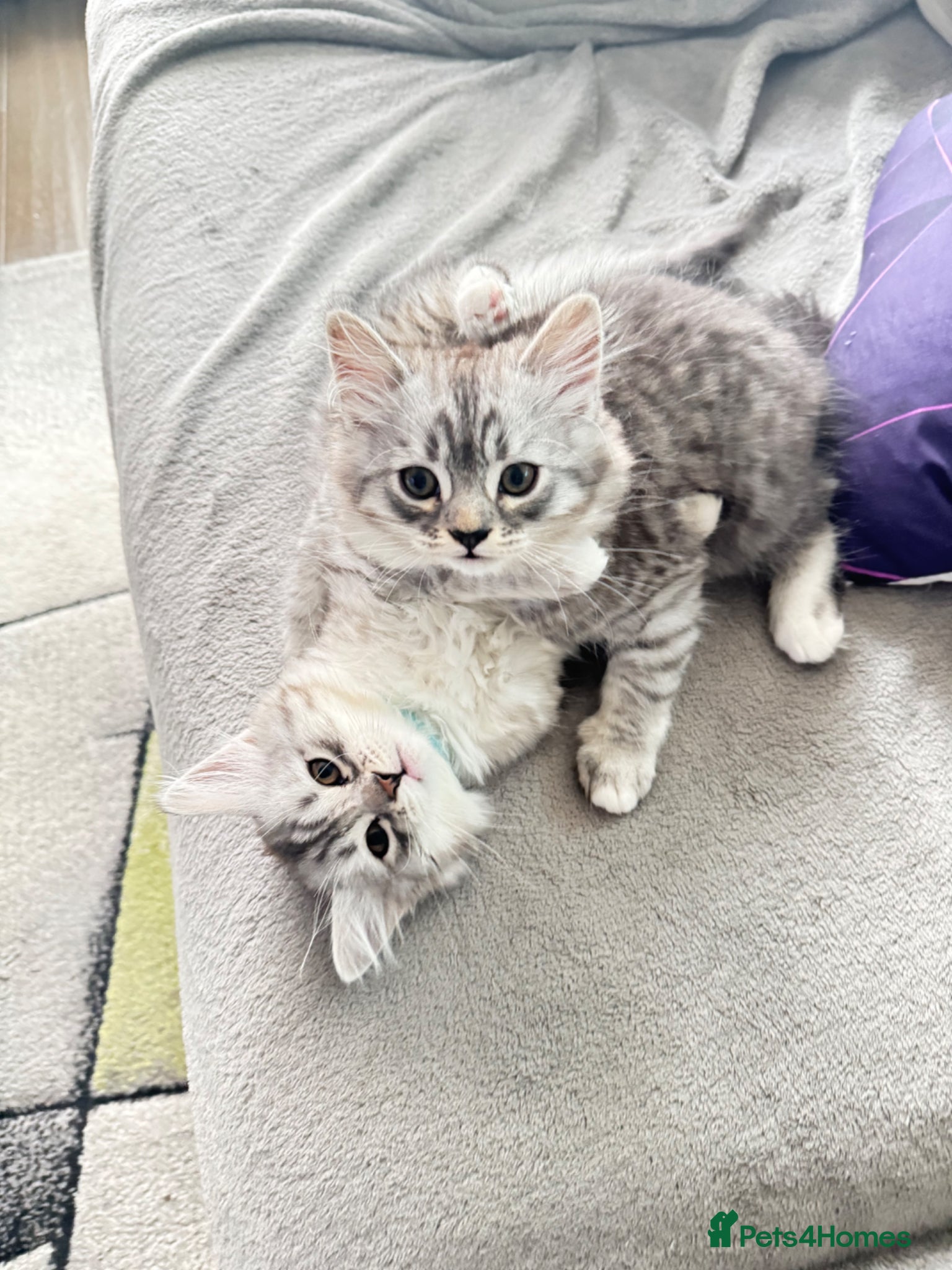 Mixed Breed cats Rare Silver Smoke Semi-longhair  Breed Cross - Advert 1