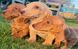 Miniature Dachshund dogs for sale: Stunning miniature dash’s  - Image 1