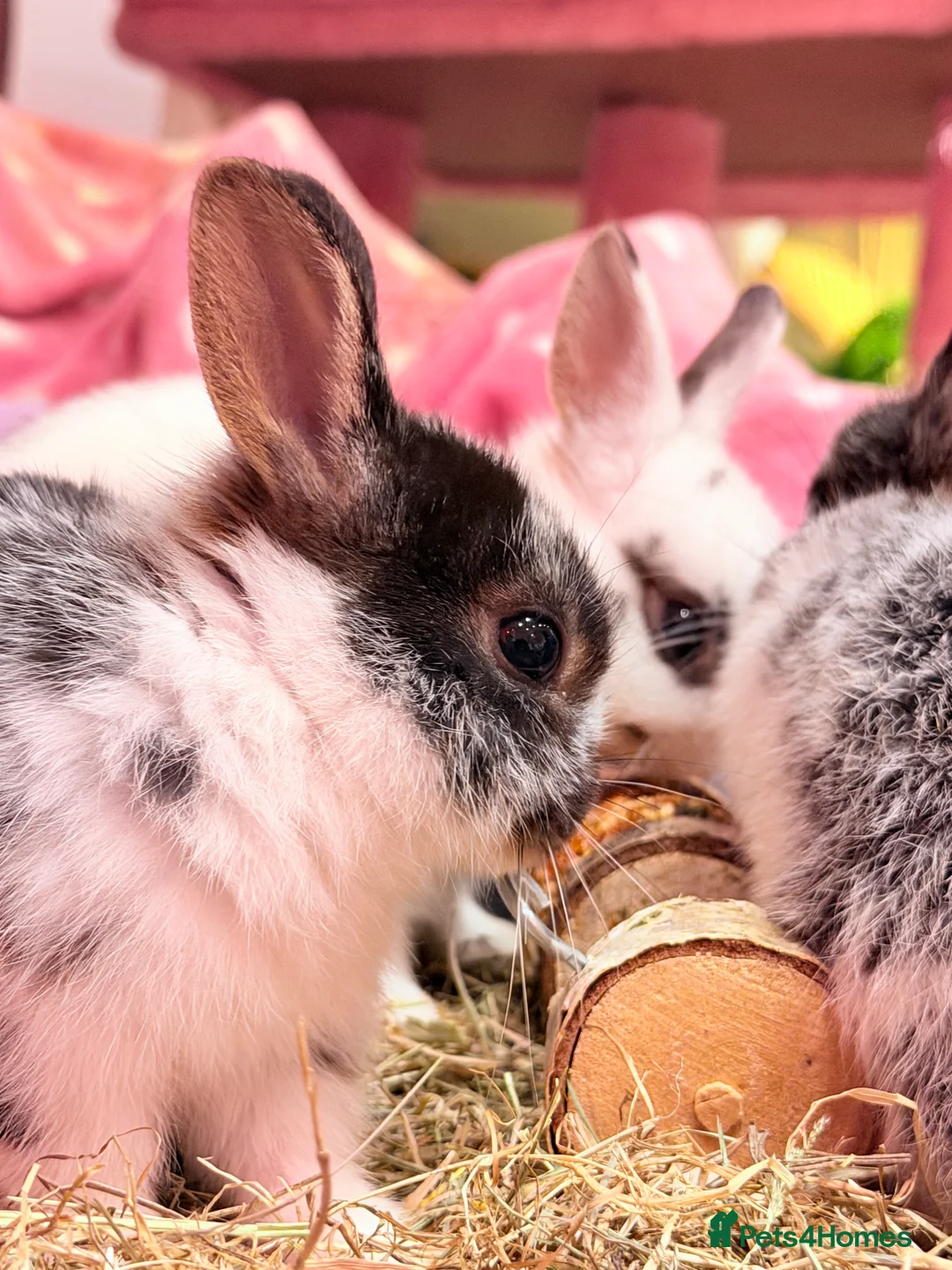 Netherland Dwarf rabbits for sale: Young Netherland dwarf Urgent need of rehoming  - Advert 17
