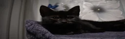 Mixed Breed cats for sale: Two Gorgeous Black Kittens Looking for Loving Home - Advert 6
