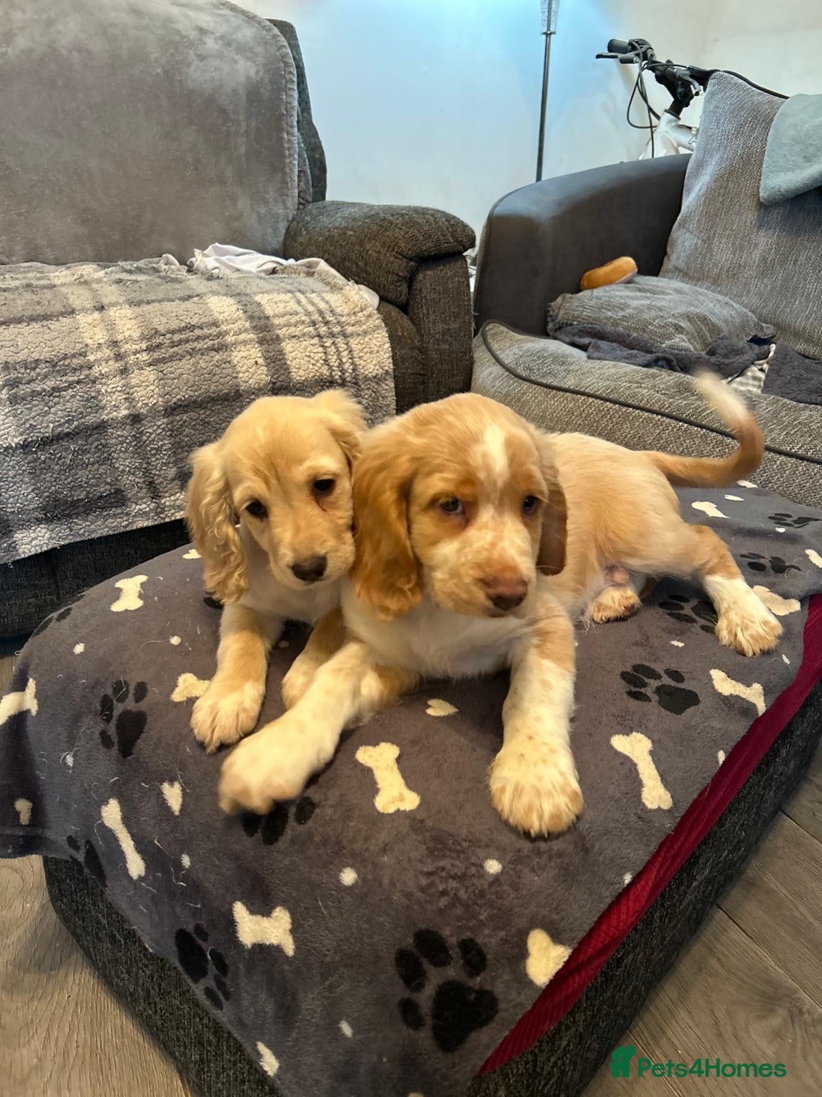 Mixed Breed dogs Cocker spaniel cross cocker/Australian shepherd  - Advert 4