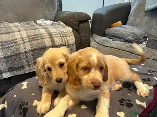 Mixed Breed dogs Cocker spaniel cross cocker/Australian shepherd - Advert 4