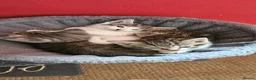 Mixed Breed cats for sale: 4 Mixed Breed Kittens  - Advert 10