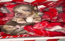 Chiweenie dogs for sale: Cheweenie - Image 9