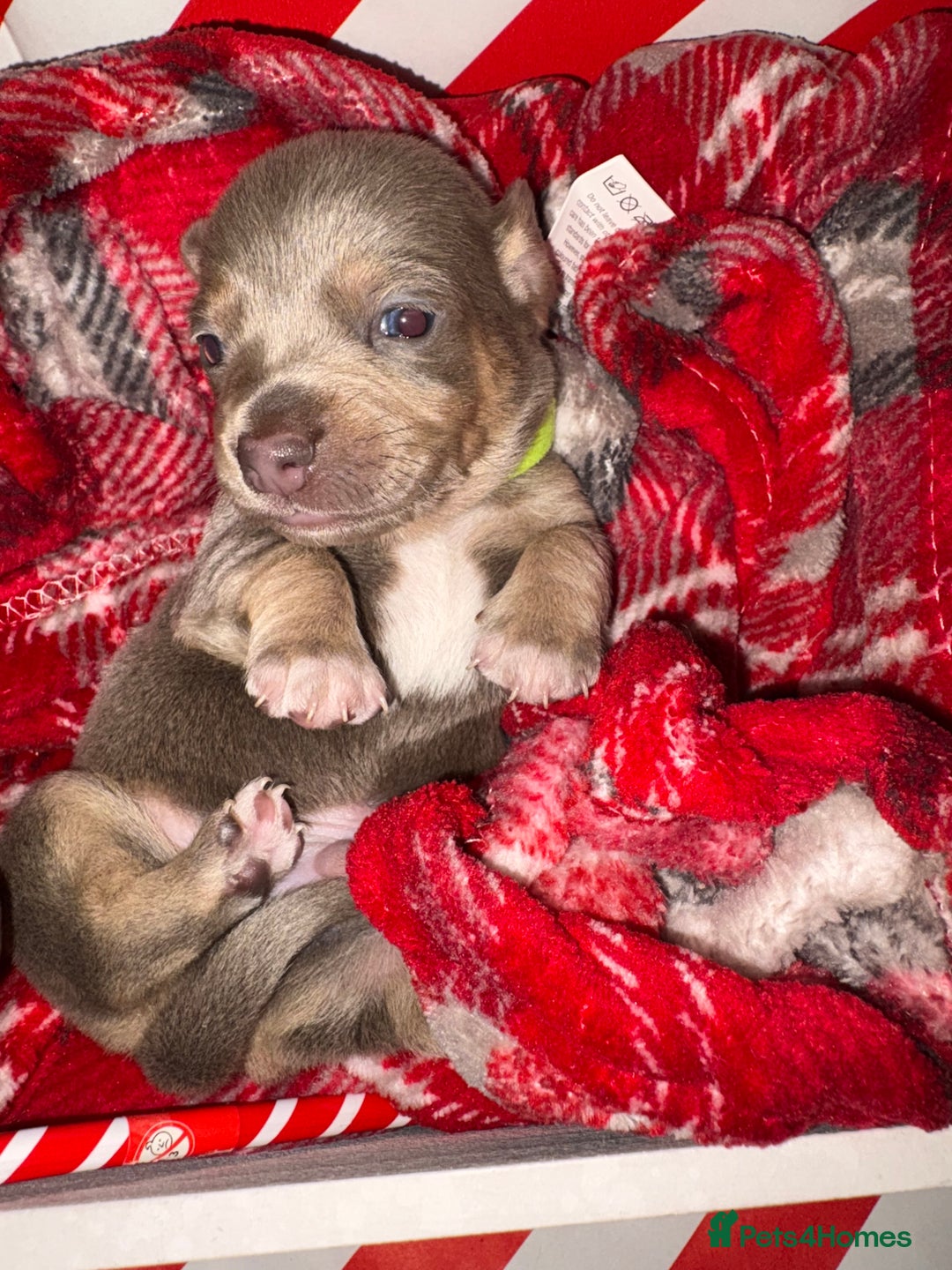 Chiweenie dogs for sale: Cheweenie - Image 9