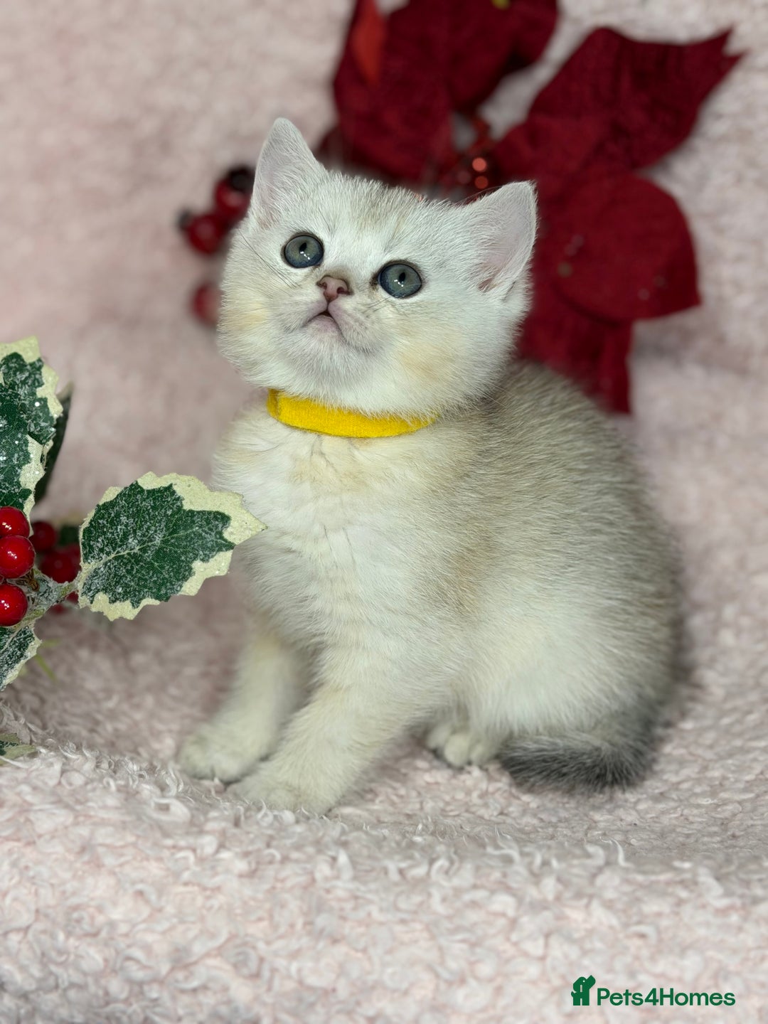 British Shorthair cats for sale: Adorable British shh golden kittens GCCF  - Advert 7