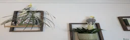 Cockatiels birds for sale: Hand reared friendly cockatiels 4 months old  in Godstone - Advert 5