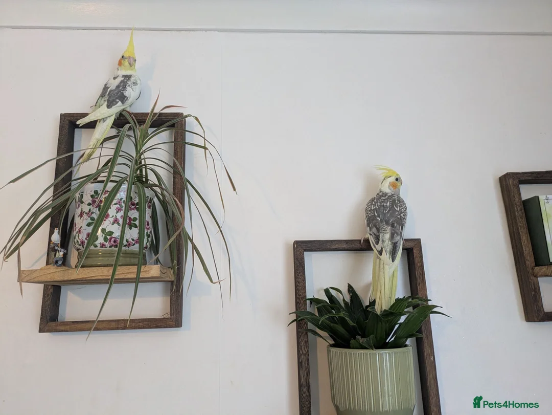 Cockatiels birds for sale: Hand reared friendly cockatiels 4 months old  in Godstone - Advert 5