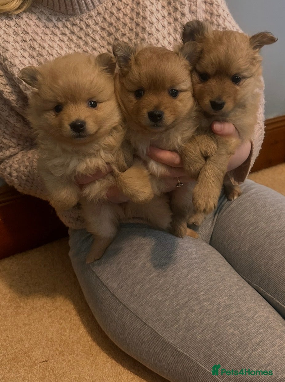 Pomeranian dogs Tiny teddy bear Pomeranian puppies 3 girls 1 boy - Advert 14