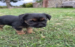 Border Terrier dogs for sale: Two beautiful Border Terriers dog puppies - Image 6