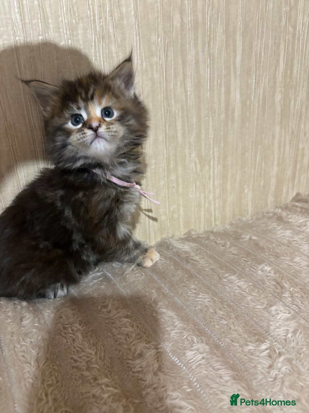 Maine Coon cats for sale: Maine Coon Type Kittens — Fluffy, Friendly - Advert 8
