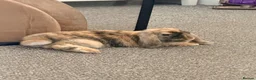 Mini Lop rabbits for sale: Beautiful Harlequin Minilop in Brighton - Advert 6