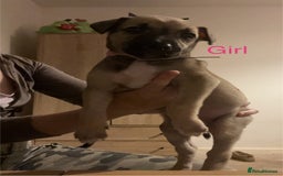 Mixed Breed dogs for sale: Akita x lurcher  - Image 9