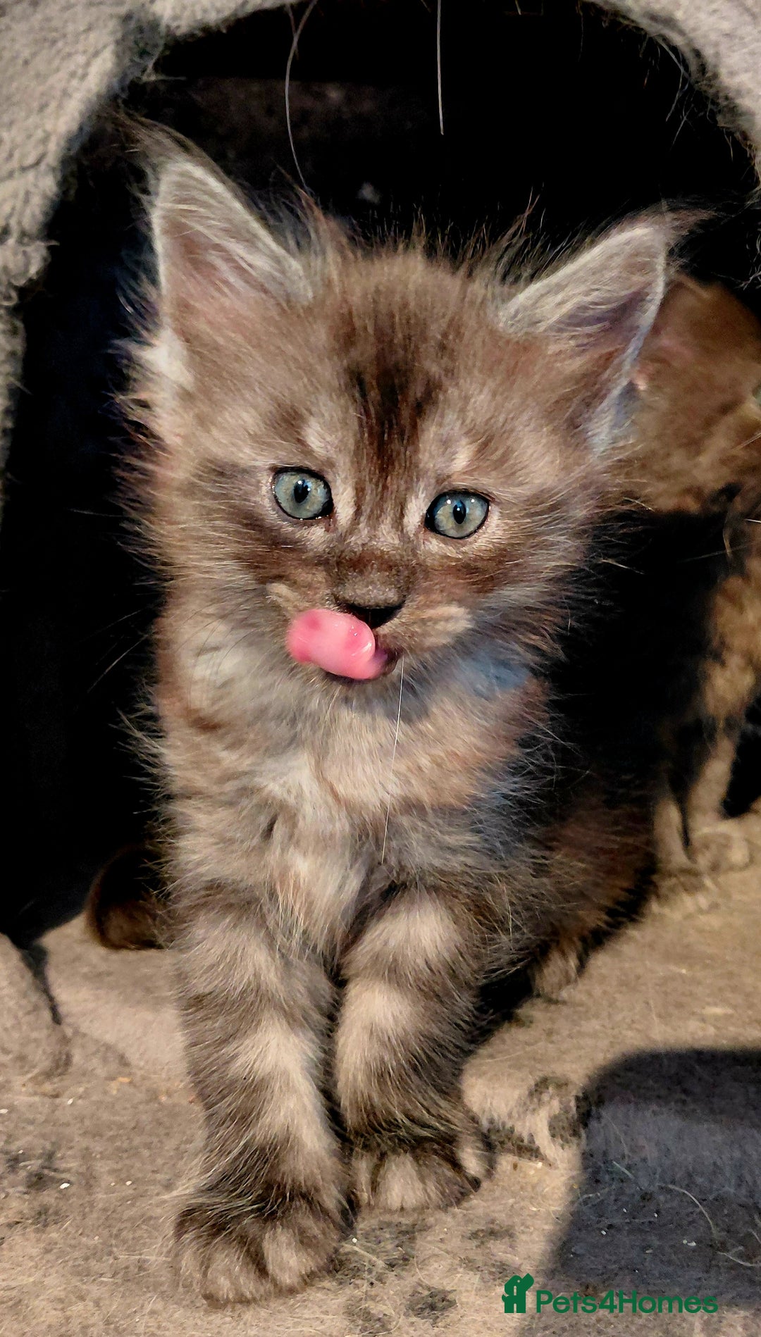 Maine Coon cats for sale: Maine Coon kittens  - Advert 12