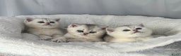 Scottish Fold cats for sale: Adorable Blue-Eyed Scottish Fold Kittens - Advert 11