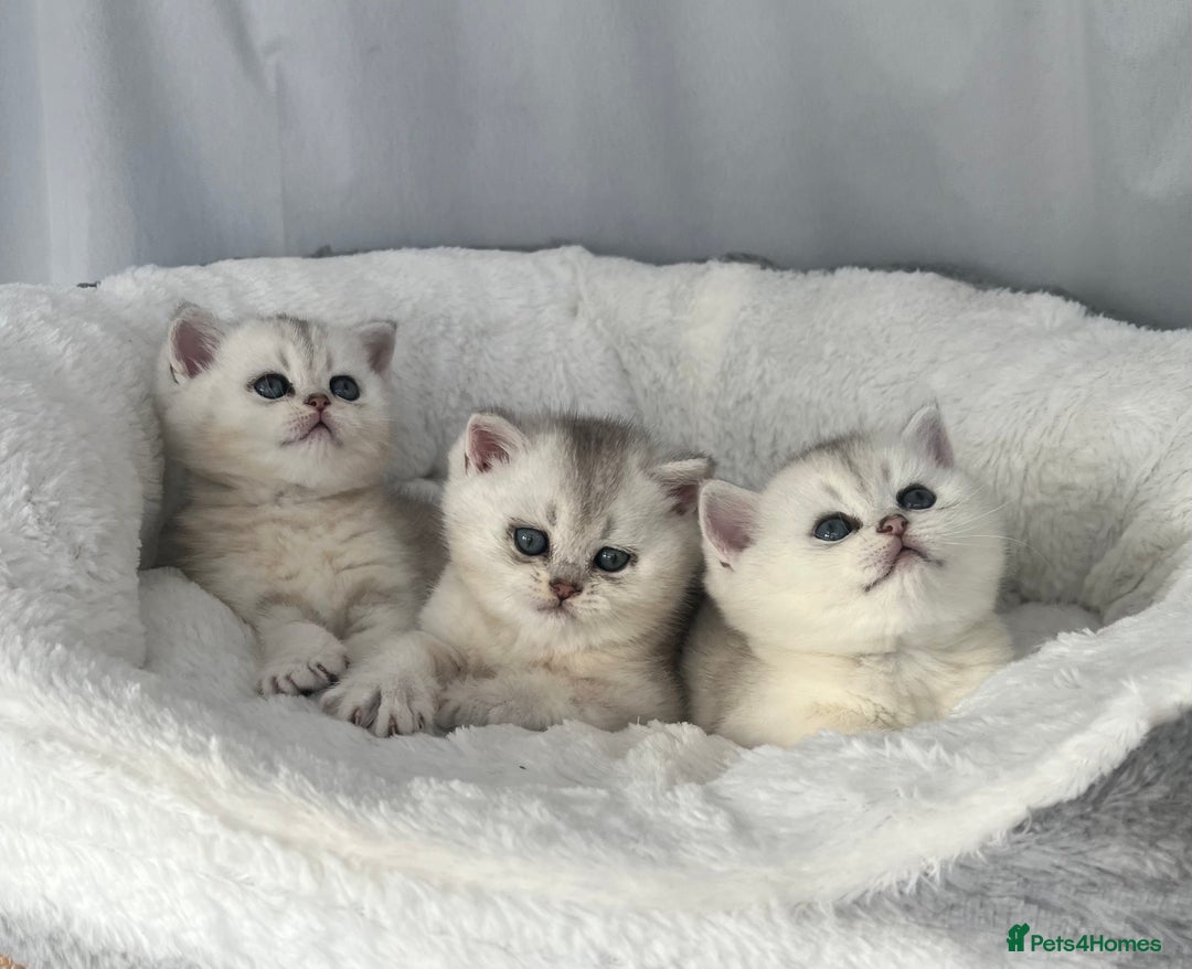 Scottish Fold cats for sale: Adorable Blue-Eyed Scottish Fold Kittens - Advert 11