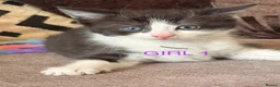 Mixed Breed cats for sale: 4 stunning long haired mixed breed kittens in Wakefield - Advert 3