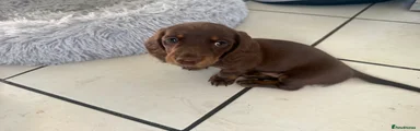 Tan boy Miniature dachshund 
