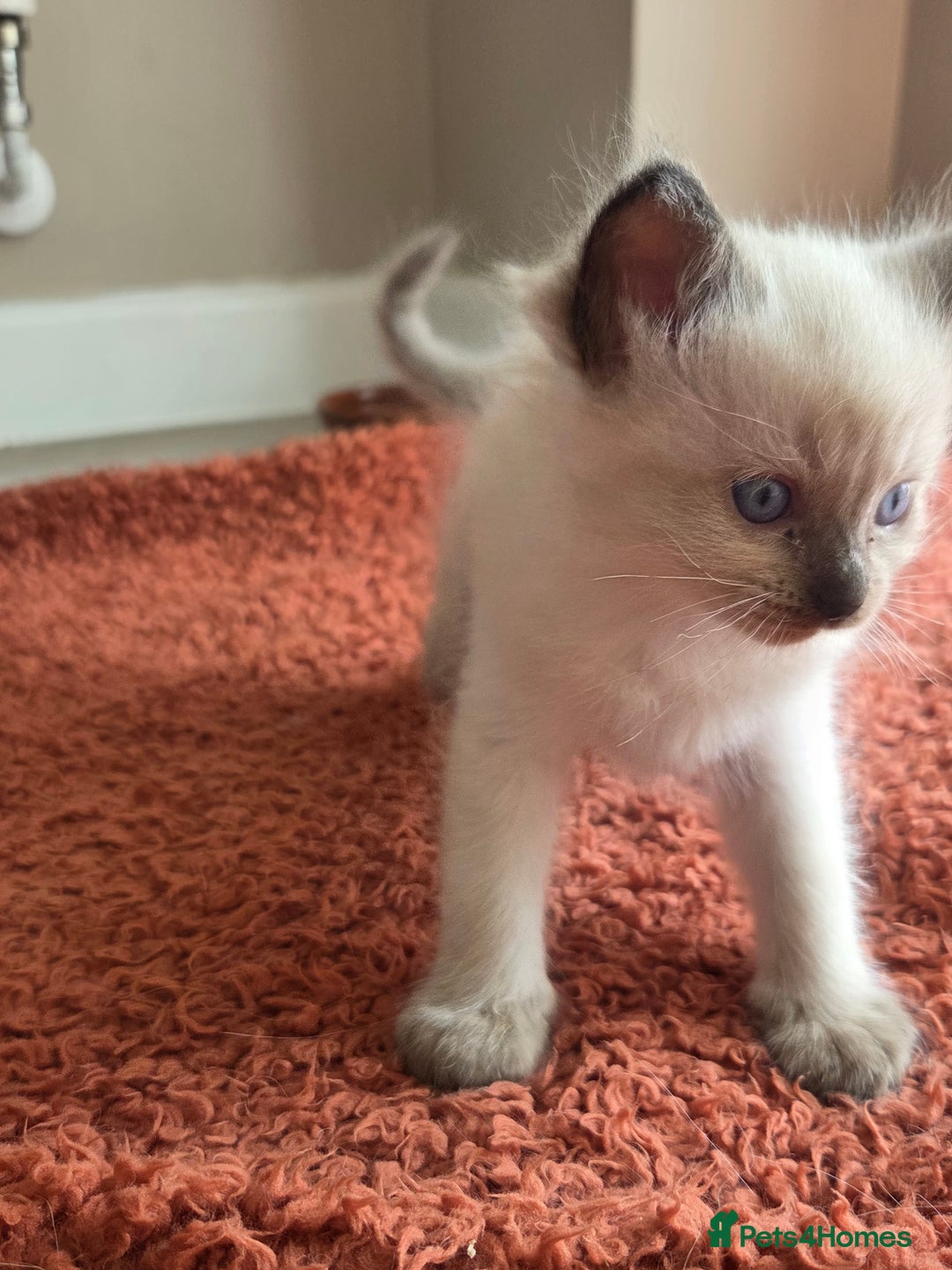 Ragdoll cats for sale: Ragdoll Kittens  - Image 15