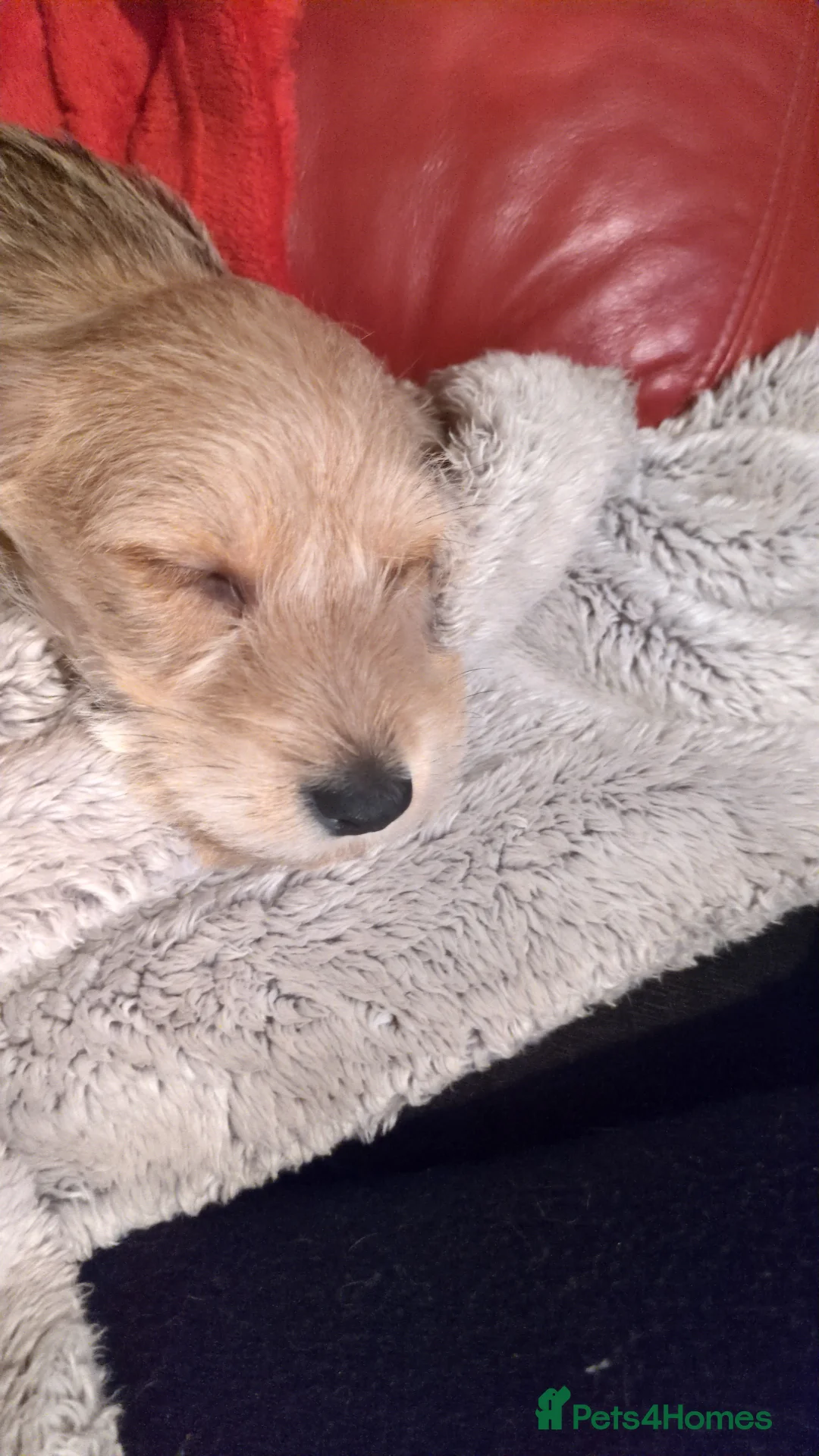 Dachshund dogs for sale: Wire Haired dachunds - Advert 12