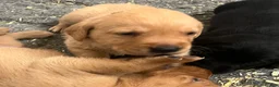 Labrador Retriever dogs for sale: Fox red and black puppies  - Advert 5