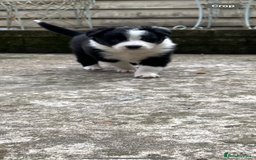Border Collie dogs for sale: Border collie puppies  - Image 9