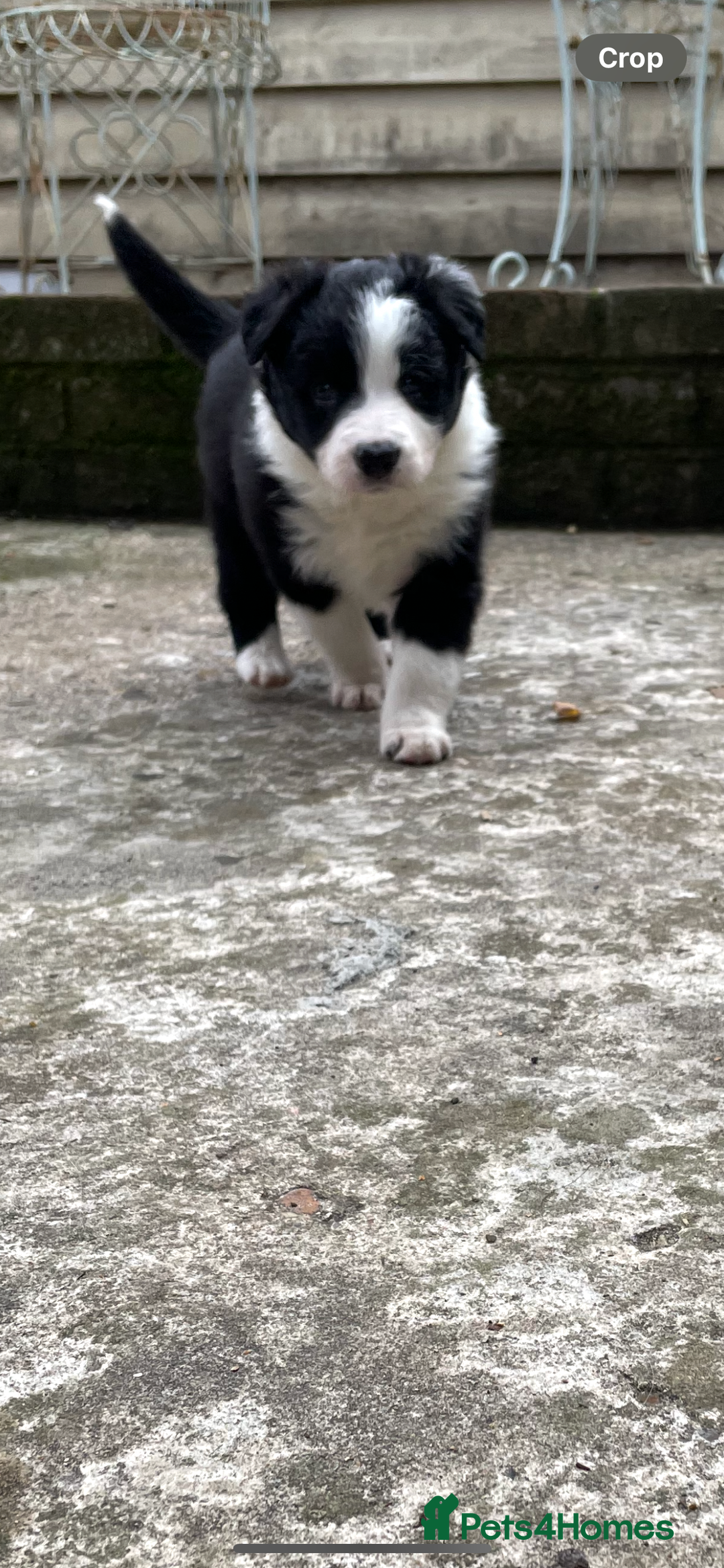 Border Collie dogs for sale: Border collie puppies  - Image 9