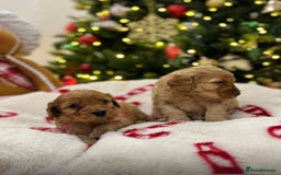 Cockapoo dogs for sale: F1 Golden Cockapoo 5 star fully health tested  - Advert 4