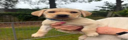 Labrador Retriever dogs for sale: 2 Yellow Labrador Pups in Huntly - Advert 3