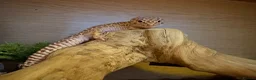 Leopard Gecko reptiles for sale: Baby Leopard Geckos - Advert 2