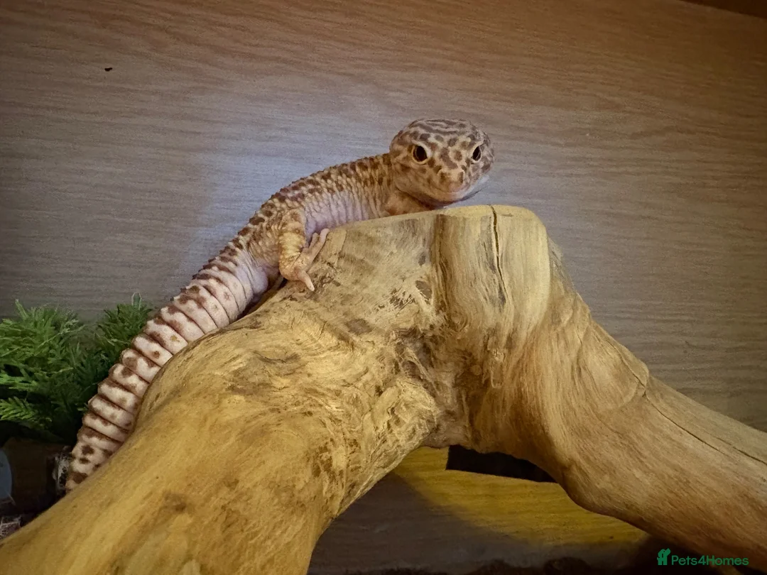 Leopard Gecko reptiles for sale: Baby Leopard Geckos - Advert 2