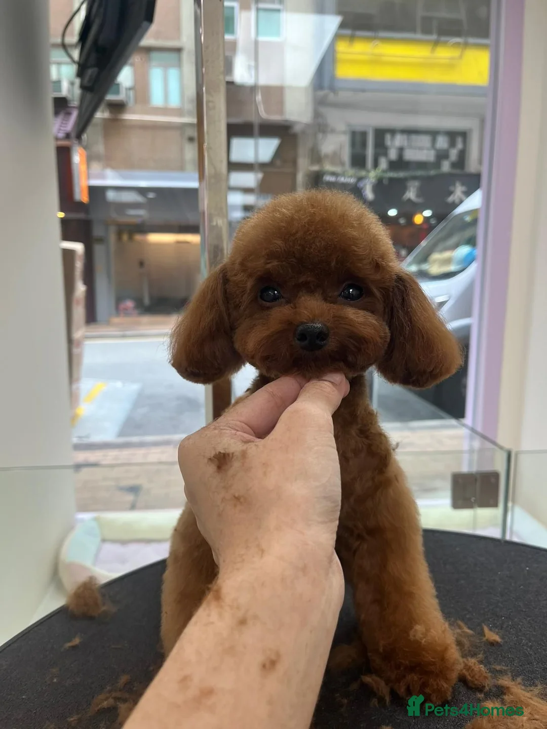 Toy Poodle dogs for stud: Asian Micro Poodle For Stud  in Stevenage - Advert 7