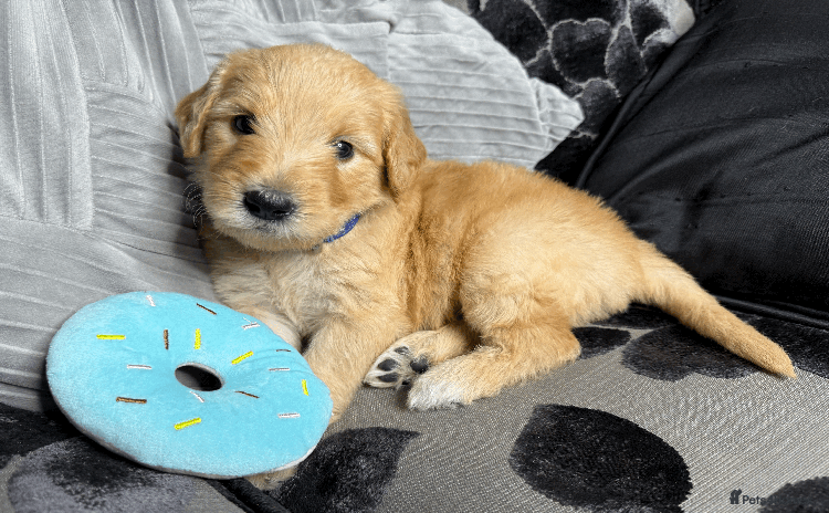 Goldendoodle dogs - Advert 8