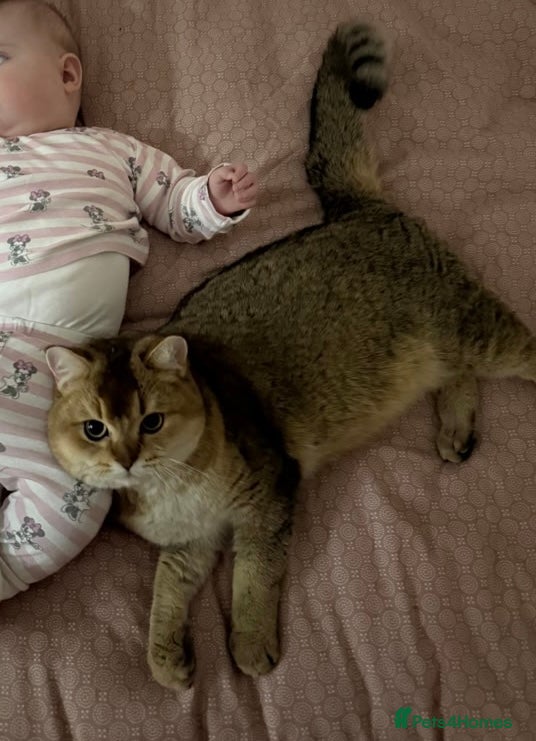 Scottish Fold cats for sale: Scottish fold, really good boy in Lichfield - Advert 1