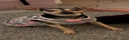 Miniature Pinscher dogs for sale: Forever home for Rufus - Advert 9