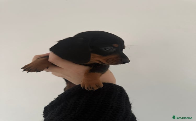 Miniature Dachshund dogs Beautiful puppies ready now - 4 left! - Advert 1