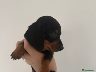 Miniature Dachshund dogs Beautiful puppies ready now - 4 left! - Advert 10