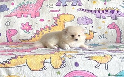 Pomsky dogs for sale: perfect husky markings micro Pomsky puppies  - Image 10