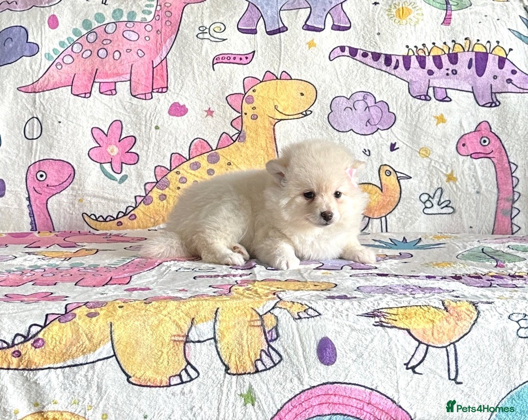 Pomsky dogs for sale: perfect husky markings micro Pomsky puppies  - Image 10