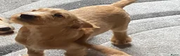 Labradoodle dogs for sale: Beautiful Labradoodle Puppies For Sale - Advert 5